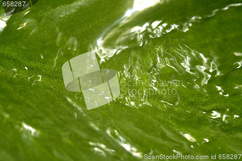 Image of summer raindrop and green leaf