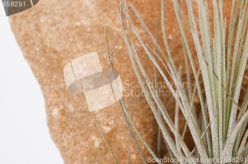 Image of dry plant. cactus