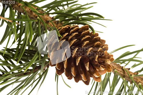Image of Isolated pine branch with cone