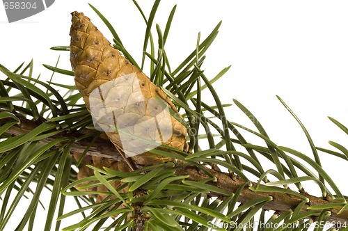 Image of Isolated pine branch with cone