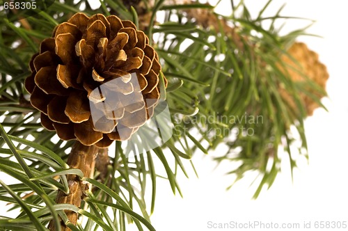 Image of Isolated pine branch with cone