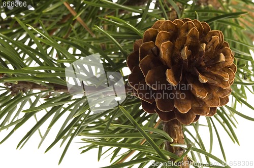 Image of Isolated pine branch with cone