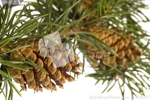 Image of Isolated pine branch with cone