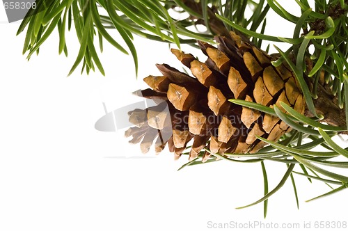 Image of Isolated pine branch with cone