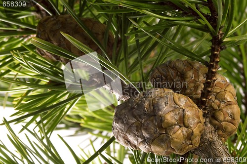 Image of Isolated pine branch with cone