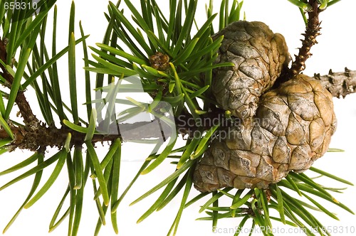 Image of Isolated pine branch with cone