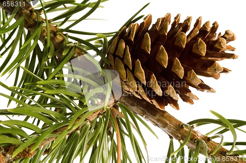 Image of Isolated pine branch with cone
