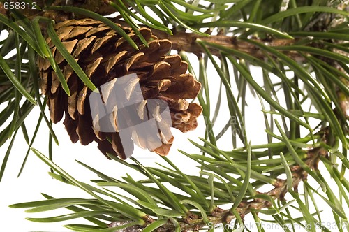 Image of Isolated pine branch with cone