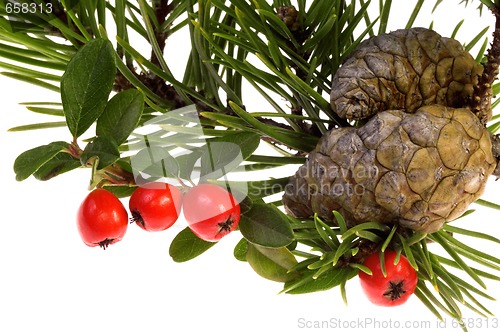 Image of Isolated pine branch with cone. christmas