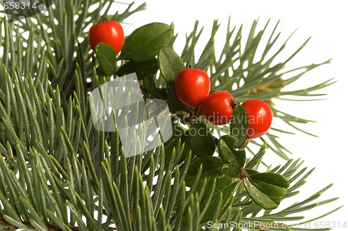 Image of Isolated pine branch with cone. christmas