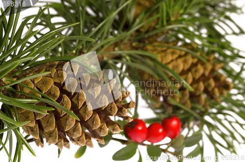 Image of Isolated pine branch with cone. christmas