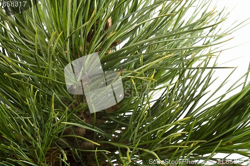 Image of Isolated pine branch