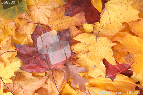 Image of autumunal background