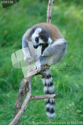 Image of lemur monkey