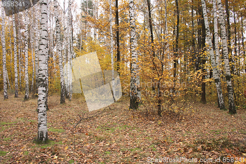 Image of autumunal forest