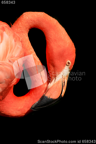 Image of red flamingo