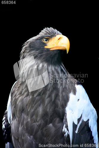 Image of eagle