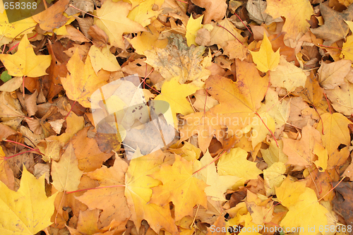 Image of autumunal background