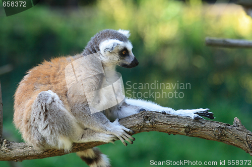 Image of lemur monkey