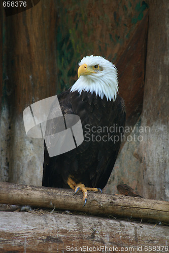 Image of eagle