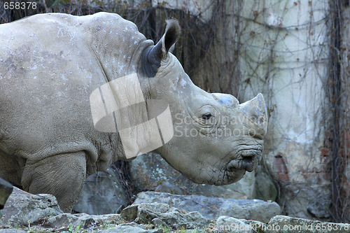 Image of rhino