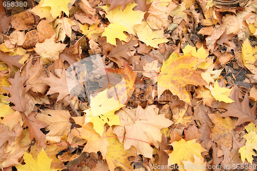 Image of autumunal background