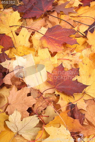 Image of autumunal background