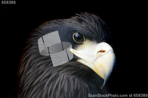 Image of head of eagle