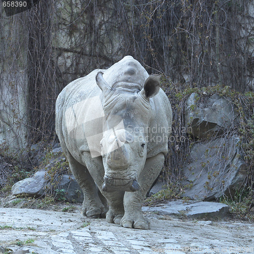 Image of rhino