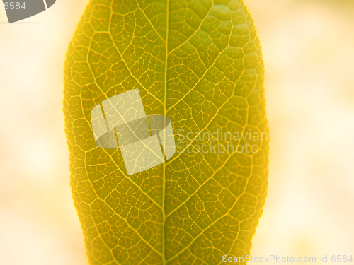 Image of Stylish leaf 1