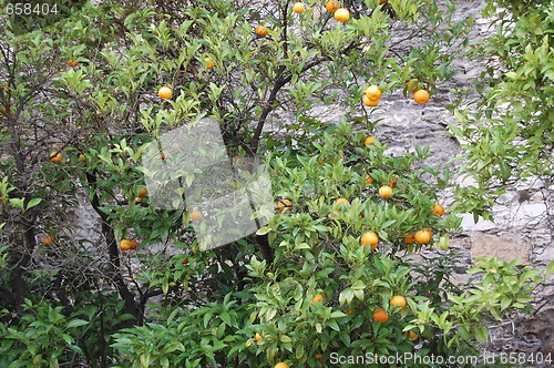 Image of Orange tree