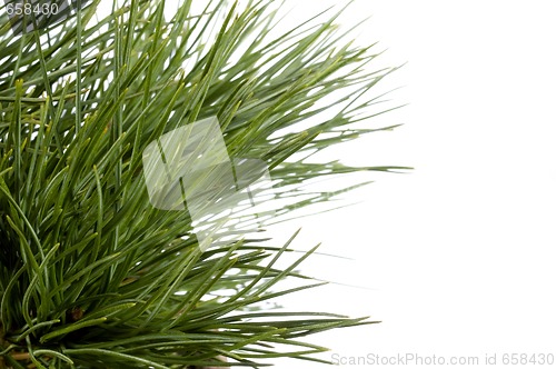 Image of Isolated pine branch