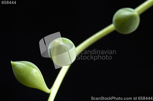 Image of succulent