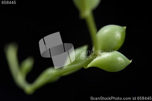 Image of succulent