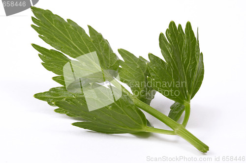 Image of 
fresh lovage isolated on the white background