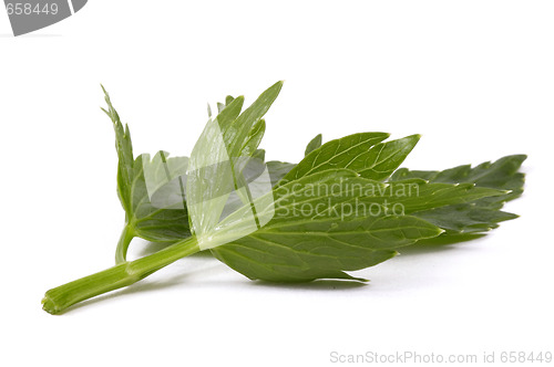 Image of 
fresh lovage isolated on the white background