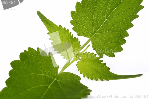 Image of fresh mexican mint