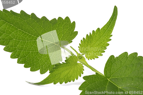 Image of fresh mexican mint