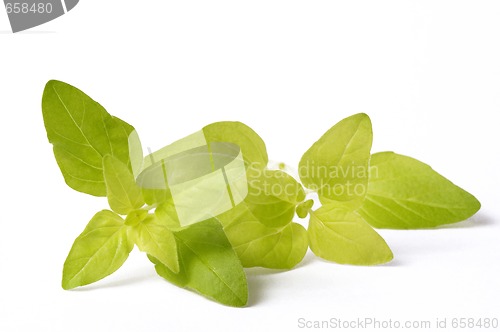 Image of fresh oregano isolated on the white background