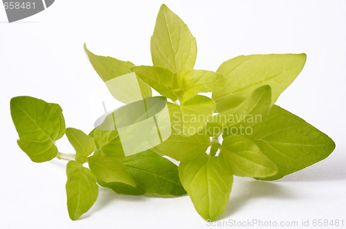 Image of fresh oregano isolated on the white background