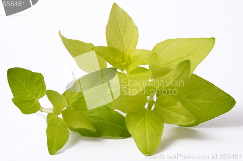 Image of fresh oregano isolated on the white background