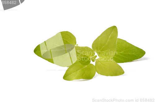 Image of fresh oregano isolated on the white background