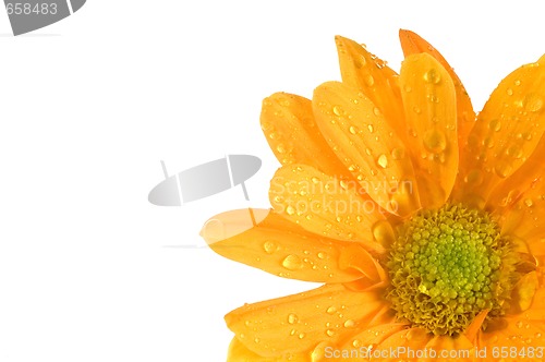 Image of orange flower