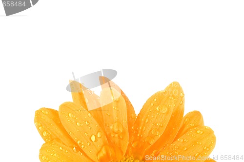 Image of orange flower