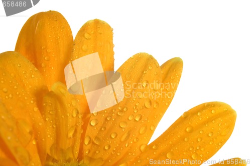 Image of orange flower