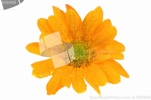 Image of orange flower