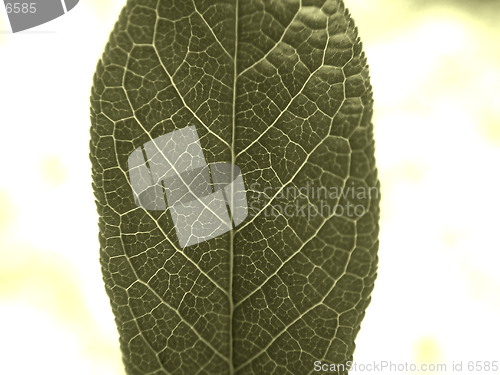 Image of Stylish leaf