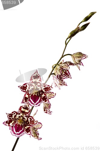 Image of oriental orchid