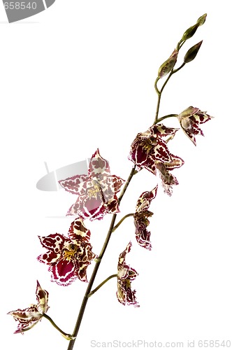 Image of oriental orchid