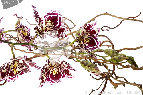 Image of oriental orchid